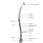  thumbnail no. 5 ofTarasht Public Plaza project, designed by Kambiz Moshtaq